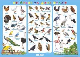 Плакат "Свійські та дикі птахи"