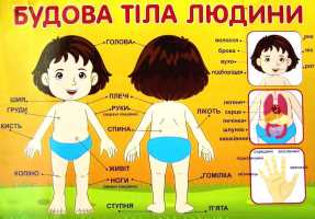 Плакат Будова тіла людини