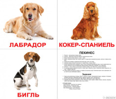Карточки Русские Ламинированные Породы собак 200 фактов 80 заданий 20 шт 19,5х16,5