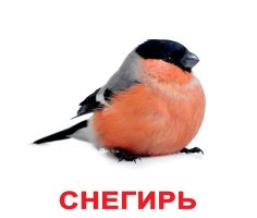 Карточки Русские Ламинированные Птицы 200 фактов 80 заданий и загадок 20 шт 19,5х16,5