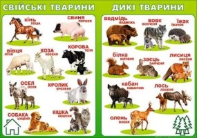 Плакат  П-221 Свійські тварини Дикі тварини 480х676