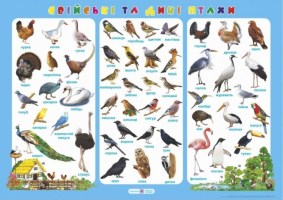 Плакат "Свійські та дикі птахи"