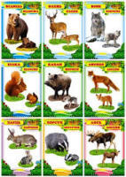 КМ- 071 карточек Дикие животные 9 видов 155*225