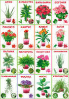 КМ- 095 карточек Комнатные растения 10 видов 130*235