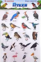 Магнітний плакат Птахи пазли ARTOS 1311