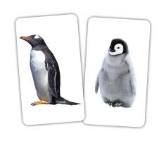 Карточки Русские Игры-парочки Животные и детеныши 15 пар карточек 5,3х9,3см