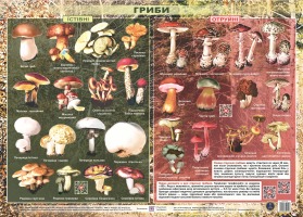 Плакат "Їстівні гриби Отруйні гриби"