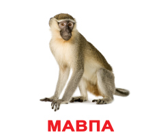 Картки Українські Двосторонні Дикі тварини с фактами 40 мини 100х80