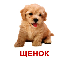 Карточки Русские Домашние животные и детеныши с фактами 40 мини 10х8,5