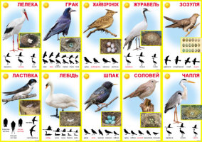 Набір карток КМ-90 "Птахи перелітні"