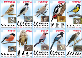 Комплект КМ-91 Набір карток  "Птахи зимуючі"