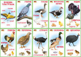 Км- 89 Набір карток "Птахи свійські" 10 видів 130*235