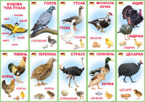 Комплект КМ-89 Набір карток  "Свійськи птахи"